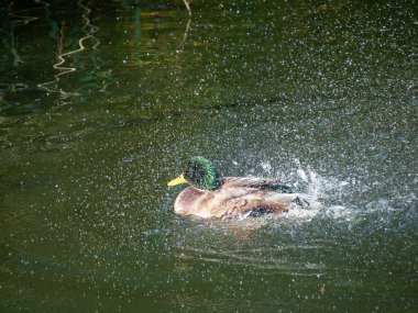 Suya bir ördek sıçrıyor. Su yeşil ve sakindir. Ördek hareketlerinin dalgalarıyla çevrili.