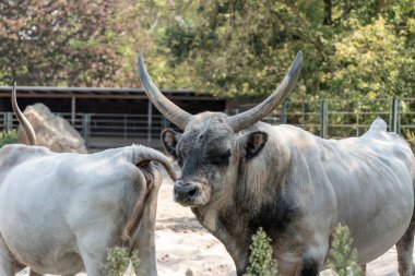 İki inek bir tarlada dikiliyor ve birinin kafasında büyük bir boynuz var. Diğer inek daha küçük ve beyaz kuyruğu var. Manzara sakin ve sakin, inekler otluyor.