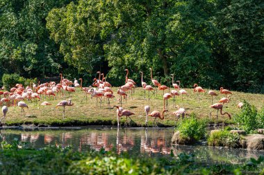Bir flamingo sürüsü bir gölette duruyor. Sahne huzurlu ve sakin. Kuşlar suda, ağaçlar da arka planda.
