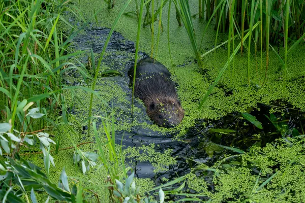 Bataklıktaki suda kunduz. Kunduz yakın plan..