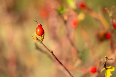 Kırmızı dutlu Bush. Böğürtlenler küçük, toplanmış. Ağaç yeşil yapraklarla çevrilidir. Kırmızı güllük.