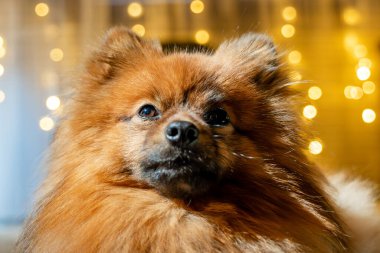 Mavi gözlü tüylü kahverengi bir köpek kameraya bakıyor. Köpeğin kürkü uzun ve doludur, ona sevimli bir görünüm verir.