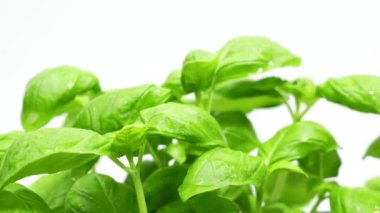 Taze fesleğen yaprakları beyaz arkaplanda döner. Baharatlı fesleğen bitkisi..