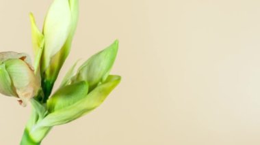 Amaryllis 'in turuncu arka planda büyümesi, açılması ve dönmesi. Amaryllis çiçeğinin yakın çekimi.