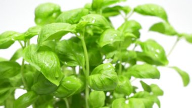 Taze fesleğen yaprakları beyaz arkaplanda döner. Baharatlı fesleğen bitkisi..