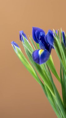 Kahverengi arka planda büyüyen mavi iris çiçeğinin hızlandırılması. Kutlama ve sevinç kavramı. Kamera hareketi. Dikey video.