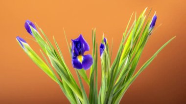 Kahverengi arka planda büyüyen mavi iris çiçeğinin hızlandırılması. Kutlama ve sevinç kavramı.