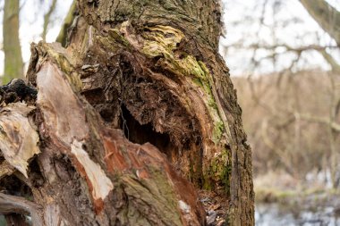İçinde delik olan bir ağaç gövdesi. Delik yosunlarla çevrili. Gövde kahverengi ve pürüzlü bir dokusu var.