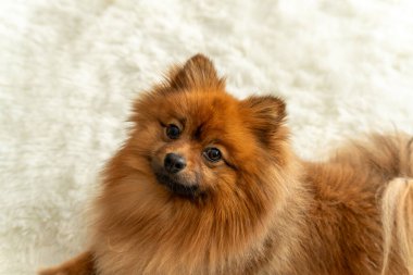 Kahverengi kürklü ve siyah burunlu bir Pomeranya köpeği. Mor bir gözü var ve beyaz bir battaniyenin üzerinde yatıyor..