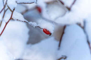 Kırmızı bir dut karla kaplıdır. Kar beyaz ve kabarık. Böğürtlen bir dalda.