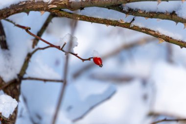 Kırmızı böğürtlen karla kaplı bir dalın üzerinde yer almaktadır. Dal karla kaplı ve görülebilen tek şey kırmızı böğürtlen..