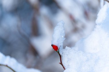 Kırmızı böğürtlen karla kaplı. Kar beyaz ve kabarık. Kırmızı böğürtlen.
