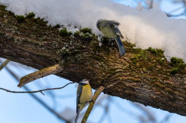 İki kuş bir ağaç dalında oturuyor. Kuşlardan biri sarı ve diğeri mavi..