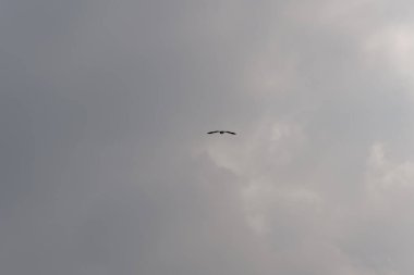 Gökyüzünde bir kuş uçuyor. Gökyüzü bulutlu ve gri