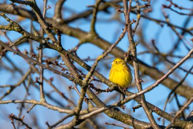 Sarı bir deri bir dala oturur dal yapraklar ve dallarla kaplıdır. Kuş yana bakıyor..