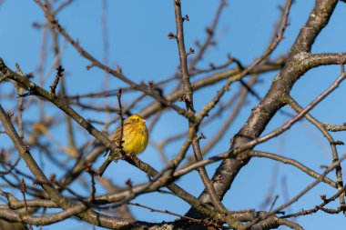 Siskin sarı kuş bir ağacın dalında yer alır. Dal yapraklarla kaplıdır ve kuş yukarı bakar.