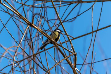 Bir kuş bir ağacın dalına tünemiştir. Kuş küçük ve siyah, sarı bir göbeği var.