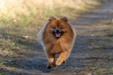 Bir Pomeranian köpeği toprak bir yolda koşuyor. Köpek kahverengi ve beyazdır. Kırmızı bir yakası var.