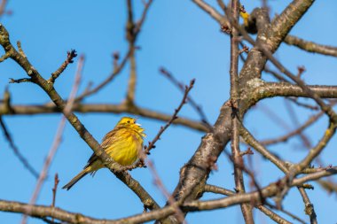 Sarı bir kızkardeş bir dala oturur. Mavi gökyüzünün arka planına karşı. Kuş aşağı bakıyor. Gökyüzü mavi