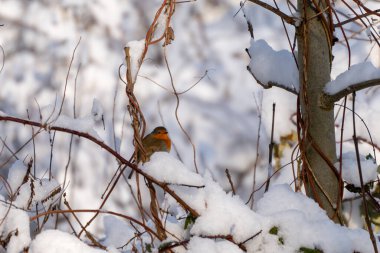 Küçük bir kuş. Küçük bir kuş. Robin, karla kaplı bir dala tünemiş. Dal kalın bir kar tabakası ile kaplı ve kuş üzerinde oturuyor, soğuk hava tarafından rahatsız edilmemiş gibi görünüyor.