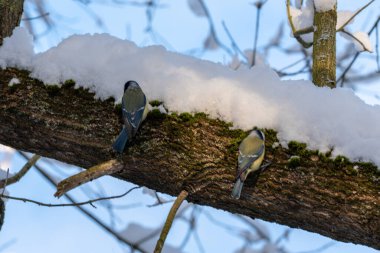 Karla kaplı bir ağacın dallarında iki kuş oturuyor. Bir kuş dalın sol tarafında, diğeri de sağ tarafında..