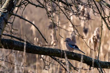 Kahverengi Jay Bird bir tarlada oturuyor. Kuş kahverengi ve mavidir. Dal kahverengi ve üzerinde yapraklar var.