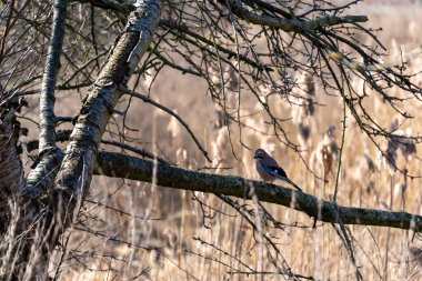 Kahverengi Jay Bird Bir Dalda Oturuyor. Dal kahverengi ve üzerinde birkaç yaprak var.