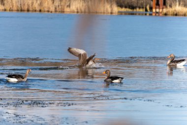 Bir kaz sürüsü gölde yüzüyor. Bir kaz suya sıçrıyor..