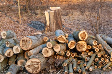 Ortasında büyük bir ağaç kütüğü olan bir odun yığını. Kütükler üst üste istiflenmiş.