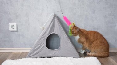 Kedi evinin yanındaki halıda bir kedi oturuyor. Kedi evi üçgen şeklindedir.