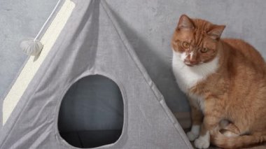 Kedi kulübesinde bir kedi oturuyor. Kedi evi gri ve üçgen şeklinde.