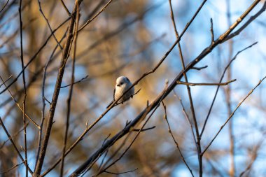 Küçük bir kuş bir dala tünemiştir. Dal kahverengidir ve kuş beyazdır