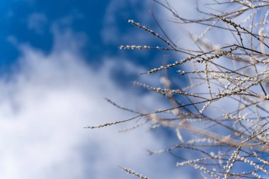 Dalları ve yaprakları olan bir ağaç. Yapraklar kahverengi ve dallar çıplak. Gökyüzü mavi ve arka planda bulutlar var.