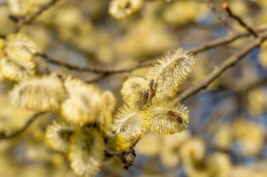 Üzerinde arı olan sarı bir çiçek. Çiçek sarıdır ve sapı vardır.