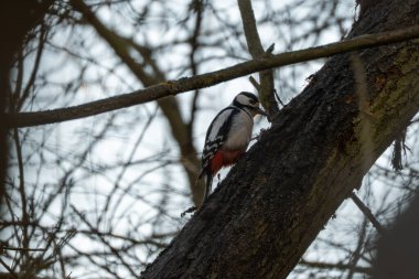 Ağaç gövdesindeki ağaçkakan kuşu. Ağaçtaki ağaçkakan.