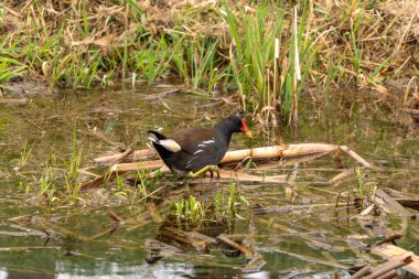 Kuş sazlıkların arasındaki bir bataklıkta duruyor. Kuş siyah ve beyazdır. Gölet çamurlu ve içinde bir sürü yosun var..