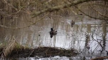 Bir ördek gölette yüzüyor. Su bulanık ve ördek otlarla çevrili.