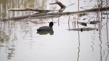 Bir bozkır tavuğu gölette yüzer. Su çamurlu ve bozkır tavuğu dallar ve dallarla çevrili.