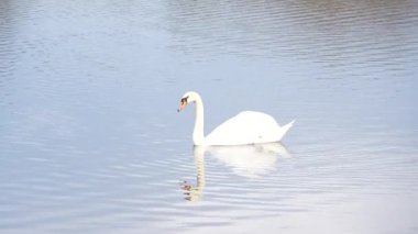 Bir kuğu gölde yüzüyor. Kuğu beyazdır ve siyah gagası vardır.