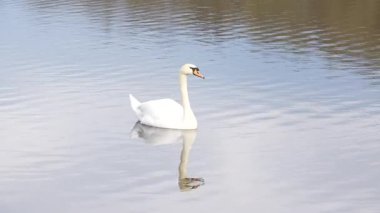 Beyaz bir kuğu gölde yüzüyor. Su sakin ve berrak. Kuğu görüntüde görünen tek hayvandır.