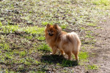 Yumuşak kuyruklu küçük bir köpek otlak bir alanda duruyor. Köpeğin kahverengi ve siyah bir burnu var.