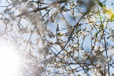Beyaz çiçekli ve yapraklı bir ağaç. Güneş ağacın üzerinde parlıyor.
