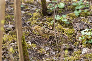 Siskin kuşu yerde duruyor ve gagasında kuru otlar tutuyor. Siskin yuvası için ot topluyor..