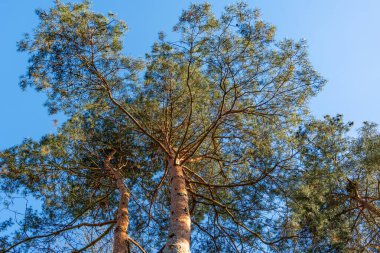 Gövdesi kahverengi ve yeşil olan bir ağaç. Ağaç uzundur ve yaprakları vardır. Gökyüzü mavi ve berrak