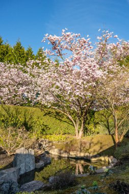 Bahçede pembe çiçekli bir ağaç var. Ağaç çalılarla çevrili. Çalılar yeşil ve pembe çiçekleri var. Çiçek açan kiraz ağacının dalları.