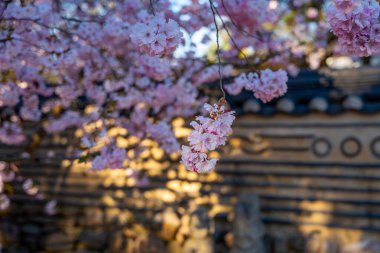 Pembe çiçekli bir ağaç binanın önündedir. Çiçekler tamamen çiçek açmış. Çiçek açan kiraz ağacının dalları.