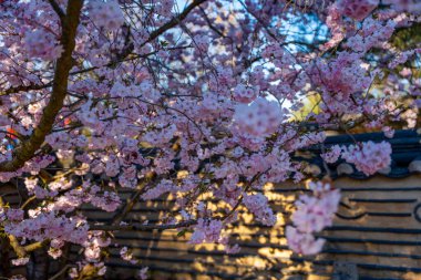 Pembe çiçekli bir ağaç binanın önündedir. Çiçekler tamamen çiçek açmış. Ağaç ön planda ve bina da arka planda. Çiçek açan kiraz ağacının dalları.