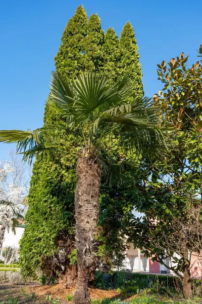 Bir palmiye ağacı yeşil bir ağacın önündedir. Palmiye ağacı uzundur ve büyük bir yelpazesi vardır.