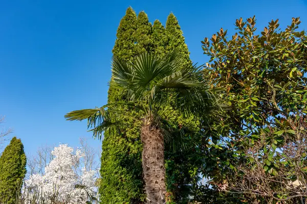 Bir palmiye ağacı bir ormanın ortasındadır. Ağaç diğer ağaçlarla çevrilidir. Gökyüzü mavi ve berrak