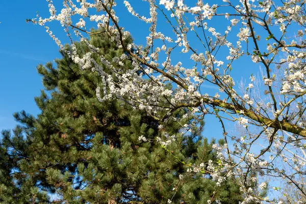 Mavi gökyüzünün önünde beyaz çiçekli bir ağaç var. Ağaç diğer ağaçlarla çevrili.